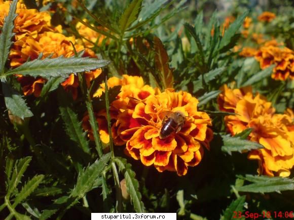 daliile!! - Astazi am observat in gradina mea pe plantele - BAZA MELIFERA - PLANTE , ARBUSTI , ARBORI