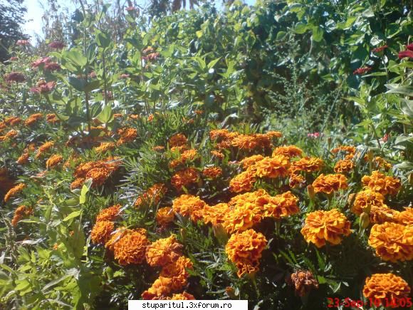 daliile!! - mita_mtu - BAZA MELIFERA - PLANTE , ARBUSTI , ARBORI