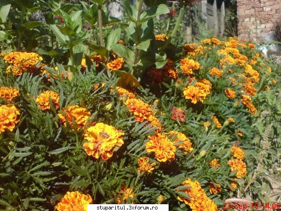 daliile!! - mita_mtu - BAZA MELIFERA - PLANTE , ARBUSTI , ARBORI