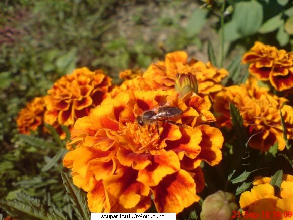 daliile!! - mita_mtu - BAZA MELIFERA - PLANTE , ARBUSTI , ARBORI