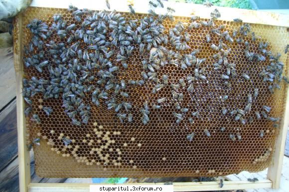 de la bezmeticire la schimbare linistita? - Date: stup orizontal, 17 rame, la - INTRETINEREA ALBINELOR