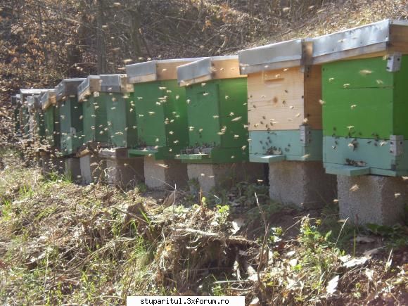 distanta dintre rame - Indy,eu locuoiesc la 170 km de stupina ,ii - INTRETINEREA ALBINELOR