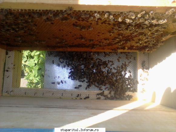 divizare cu probleme - sa fi fost furtisag ? sa fi fost urdinisul prea - PAGINA APICULTORULUI INCEPATOR