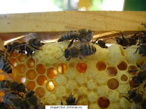 divizare inainte de a roi? - si aici se mai vad si doua de alea "oarbe" - INMULTIREA FAMILIILOR DE ALBINE