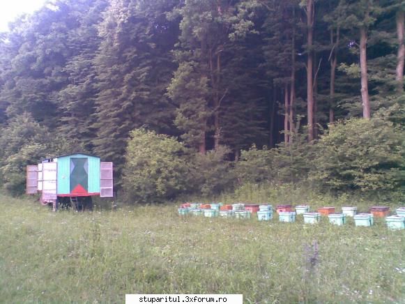 divizare mortala - aici sunt la tei....cei de pe iarba sunt toti - ASA NU ! POVESTI ADEVARATE !