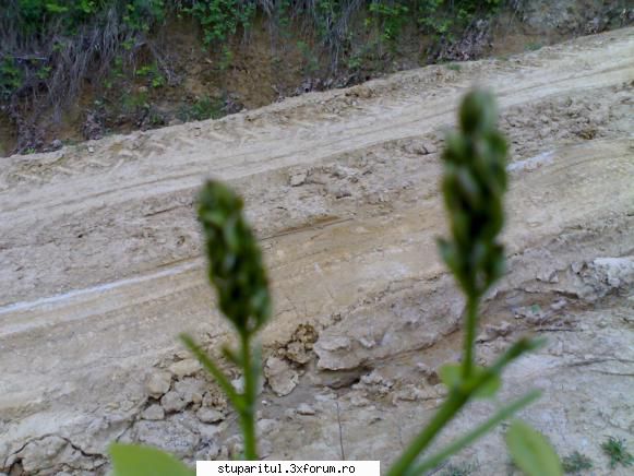 dorindafi - duminica in gj floarea de salcam pana la 2,5cm la - PAGINI PERSONALE ! CINE SUNT EU ?