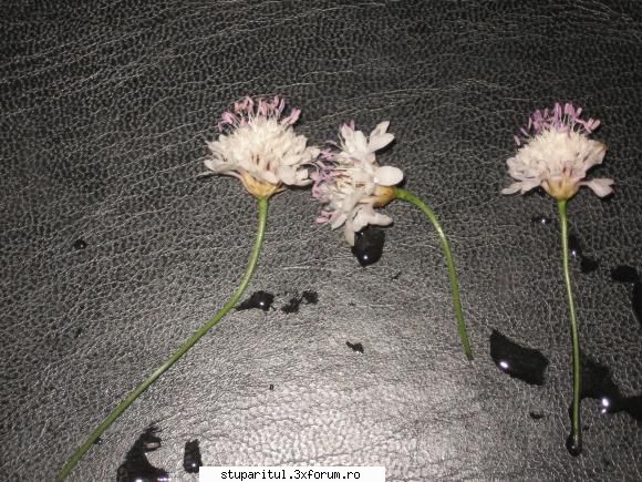 dupla ploaie! - Alta foto. Zau, trebuie sa stie cineva se planta - INTRETINEREA ALBINELOR