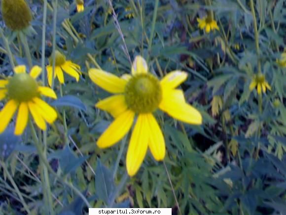 dupla ploaie! - Cunoaste careva denumire acestei plante melifere? - INTRETINEREA ALBINELOR