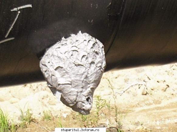 echo - Acum, eu nu pot baga mana in foc, ca au fost - PAGINI PERSONALE ! CINE SUNT EU ?