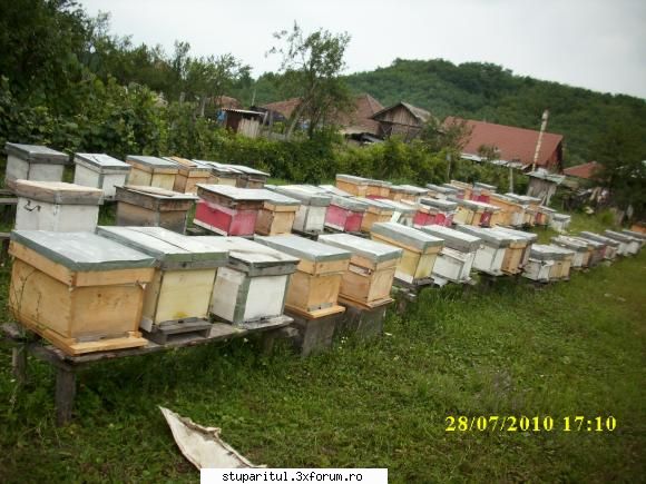 eu sunt ... - marius.gj.apic. - PAGINI PERSONALE ! CINE SUNT EU ?