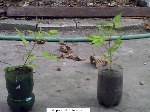 evodia - sas angelica - BAZA MELIFERA - PLANTE , ARBUSTI , ARBORI