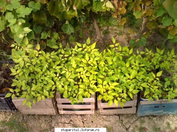 evodia - sas angelica - BAZA MELIFERA - PLANTE , ARBUSTI , ARBORI