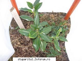 evodia ! - Am primit o gramada de seminte de la apicultorii - BAZA MELIFERA - PLANTE , ARBUSTI , ARBORI