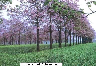 facelia - Nikolas - BAZA MELIFERA - PLANTE , ARBUSTI , ARBORI
