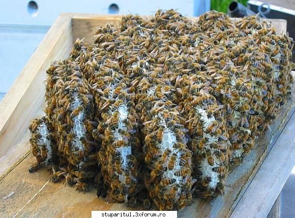 fagurii si dimensiunea fundului de celula - scuze de limba engleza nu am mai - PAGINA APICULTORULUI INCEPATOR