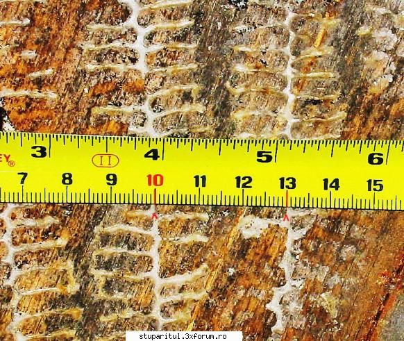 fagurii si dimensiunea fundului de celula - poza - lasam ce era mai - PAGINA APICULTORULUI INCEPATOR