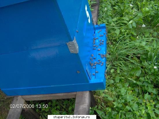 famili ff agresive - uite cum arata un stup inainte de a intra la el - INTRETINEREA ALBINELOR