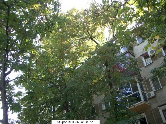 familia de pe creanga - Un tei intr-un cartier de blocuri Timisoara - DISCUTII APICOLE DIVERSE