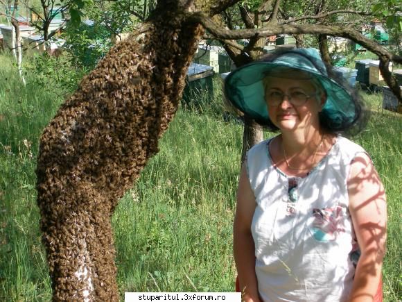 familie ajutatoare - La noi in zona, fara familii ajutatoare, sau fara - INTRETINEREA ALBINELOR