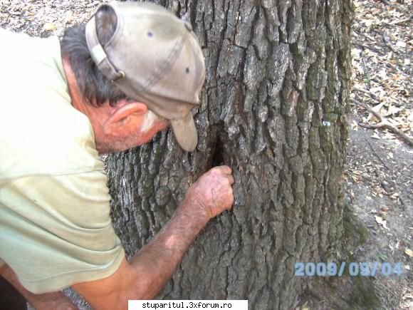 o poza de unde am scos un roi in anul 2009 cu ajutorul unui apicultor batrin familie  de albine in