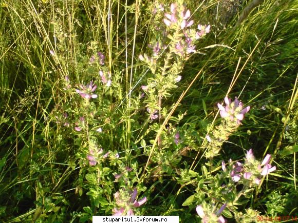 faneata in zona de munte - Sunt plantele cele mai vizitate de - BAZA MELIFERA - PLANTE , ARBUSTI , ARBORI