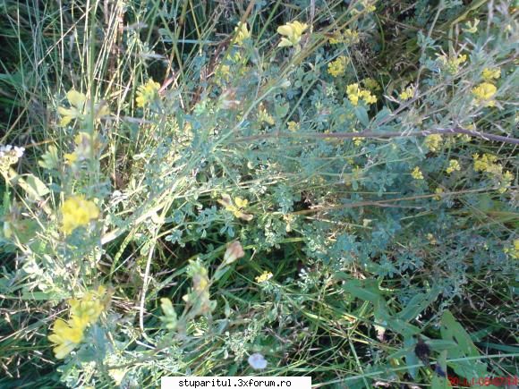 faneata in zona de munte - apis - BAZA MELIFERA - PLANTE , ARBUSTI , ARBORI