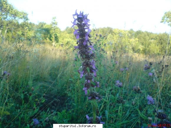 faneata in zona de munte - apis - BAZA MELIFERA - PLANTE , ARBUSTI , ARBORI