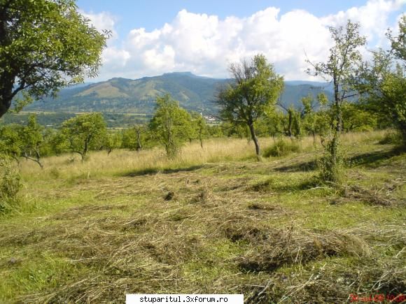 faneata in zona de munte - Si zona este frumoasa - BAZA MELIFERA - PLANTE , ARBUSTI , ARBORI