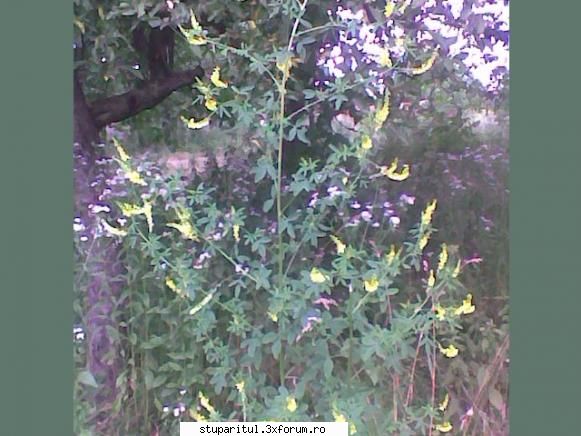 floare! - valy gudas - BAZA MELIFERA - PLANTE , ARBUSTI , ARBORI