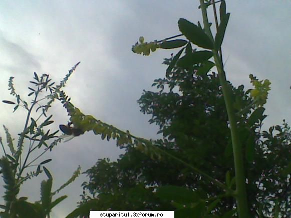 floare! - valy gudas - BAZA MELIFERA - PLANTE , ARBUSTI , ARBORI