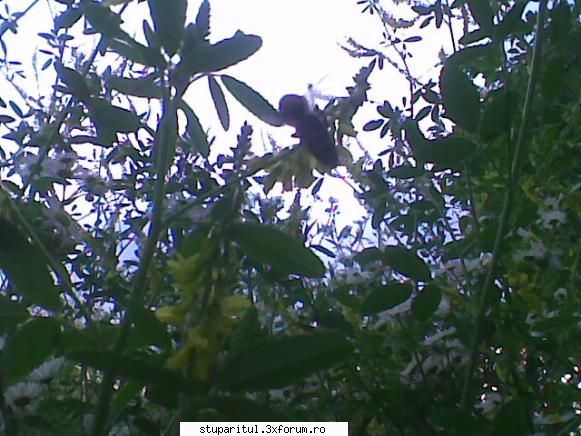 floare! - valy gudas - BAZA MELIFERA - PLANTE , ARBUSTI , ARBORI