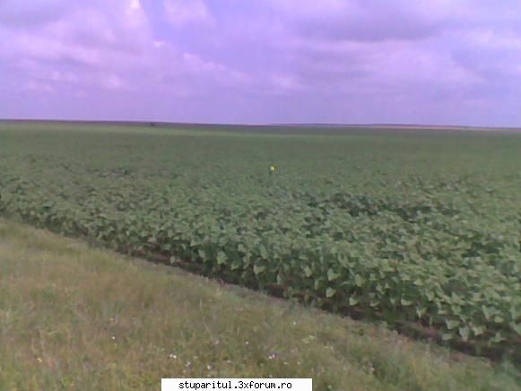 floarea soarelui-dolj - Floarea soarelui linga - LOCURI DE PASTORAL , TRASEE , STAREA DRUMURILOR