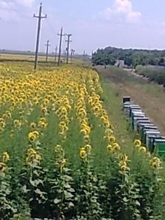 floarea soarelui - astazi la floarea soarelui - BAZA MELIFERA - PLANTE , ARBUSTI , ARBORI