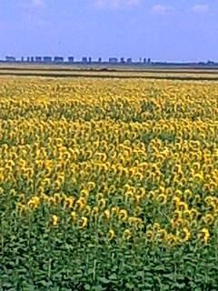 floarea soarelui - e cat vezi cu ochii - BAZA MELIFERA - PLANTE , ARBUSTI , ARBORI
