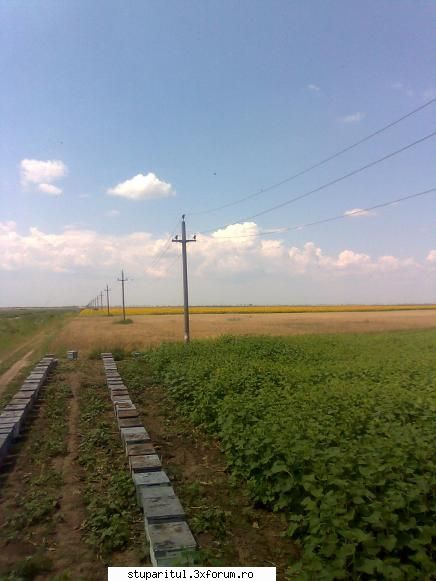 floarea soarelui - si in stanga stupii colegului meu - BAZA MELIFERA - PLANTE , ARBUSTI , ARBORI