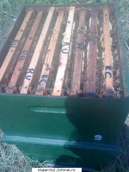 floarea soarelui - ia uitati cum s_au facut stupii in 5 zile pe - BAZA MELIFERA - PLANTE , ARBUSTI , ARBORI