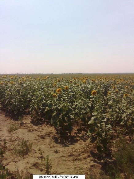 floarea soarelui tarzie - salut iata niste poze facute astazi - BAZA MELIFERA - PLANTE , ARBUSTI , ARBORI