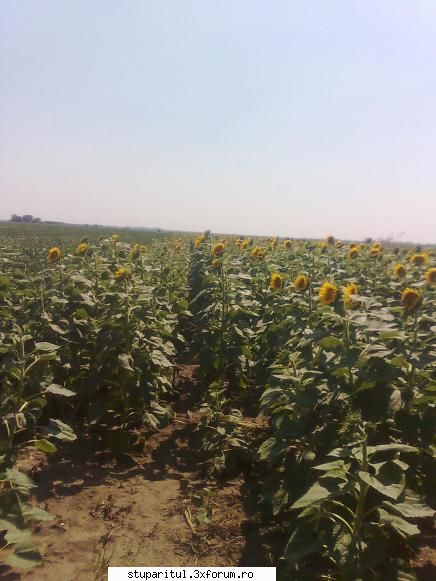 floarea soarelui tarzie - yomarian_86 - BAZA MELIFERA - PLANTE , ARBUSTI , ARBORI