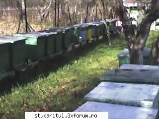 florinapi - florinapi - PAGINI PERSONALE ! CINE SUNT EU ?