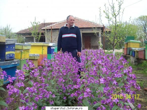 foarte cautata de albine - am primit niste seminte care ar fi - BAZA MELIFERA - PLANTE , ARBUSTI , ARBORI