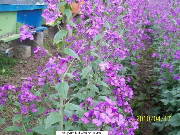 foarte cautata de albine - giurgita_vali - BAZA MELIFERA - PLANTE , ARBUSTI , ARBORI