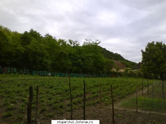 foto de la mine ... - albine ... nu am stat sa numar pentru ca erau - POZE
