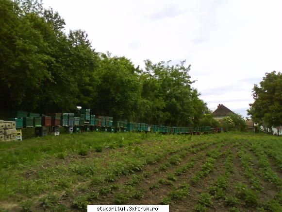 foto de la mine ... - Si o poza prin care sa trag o concluzie: cartofii - POZE