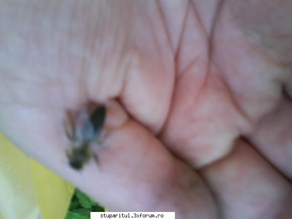 foto de la mine ... - Si una carpatina neimperecheata - POZE