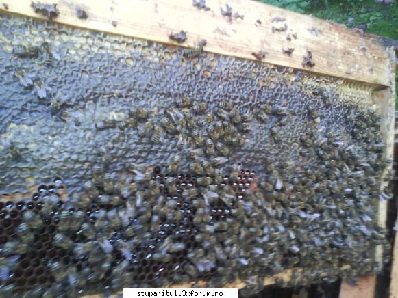 foto de la mine ... - O rama cu hranitor (500 ml) plina cu miere - POZE