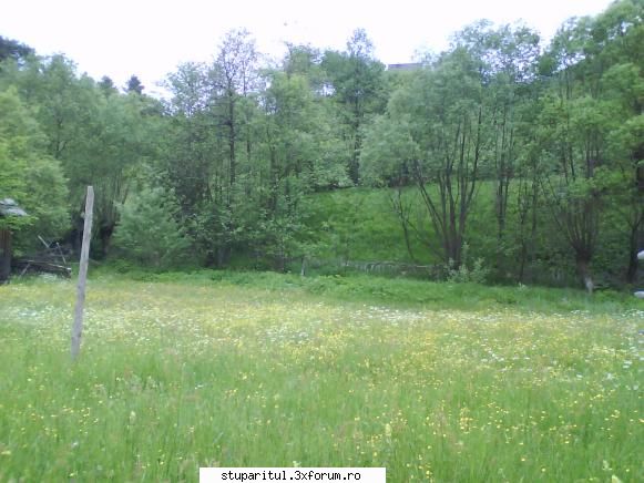 foto de la mine ... - O mlastina tot in zona(tot pe terenul meu, numai - POZE