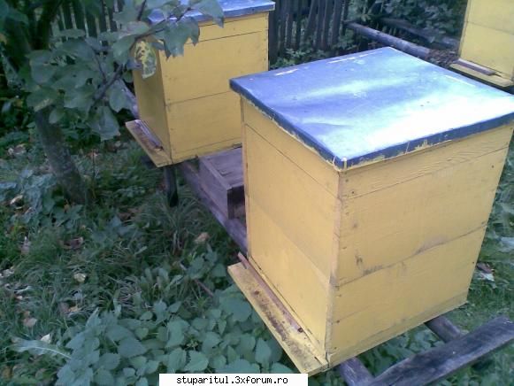 foto de la mine ... - toamna .... acum e frig :( - POZE