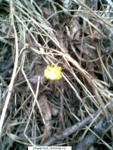 foto de la mine ... - primele flori: potbalul - POZE