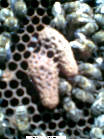 foto de la mine ... - primele botci, matca iunie - 2006 ... mai bine - POZE
