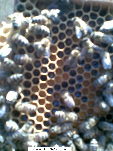 foto de la mine ... - si in interior ... nectar 2008 - POZE